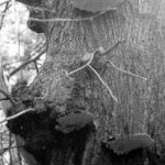 <b>Ganoderma lipsiense</b> (Flacher Lackporling): Eine der h&auml;ufigsten Holzzersetzer an B&auml;umen in Siedlungsbereichen, verursacht zumeist eine selektive Delignifizierung, also &ldquo;Holzerweichung&rdquo;